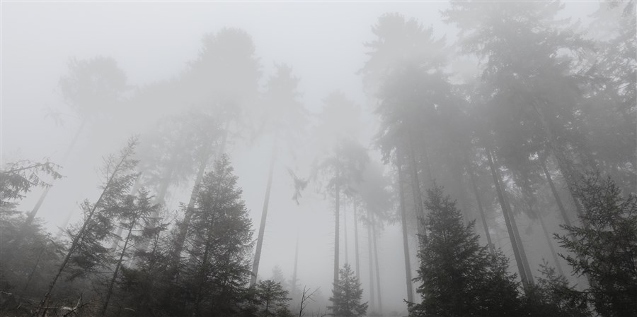 Mist in een dennenbos