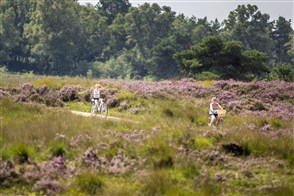 Fietsers genieten van de bloeiende paarse hei op de Hoog Buurlose Heide